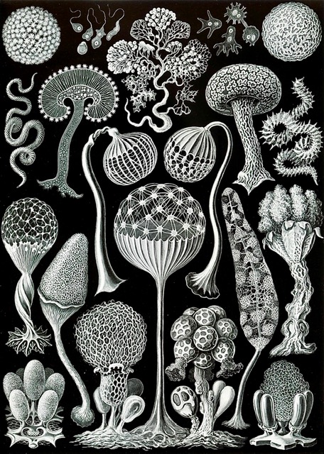 Fungorum Alium